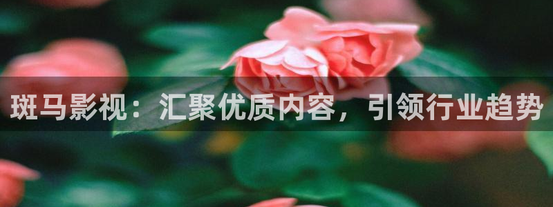 孙悟空出生视频：斑马影视：汇聚优质内容，引领行业趋势